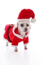 White dog wearing a red and white santa costume Royalty Free Stock Photo