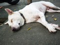 White dog wears a black collar. Peaceful sleep on the floor. The leaves are yellow around white dog Royalty Free Stock Photo