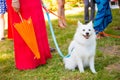 White Dog Wedding Ring Bearer Royalty Free Stock Photo