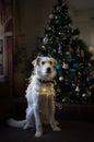 white dog wrapped in luminous garland poses sitting on sofa, against background of a decorated Christmas tree Royalty Free Stock Photo