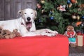 White dog yawning at the Christmas tree Royalty Free Stock Photo