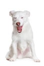 White dog yawns Royalty Free Stock Photo
