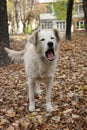 a white dog that yawns