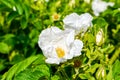 White Dogrose, Briar eglantine flower. Wild Rose hips closeup Royalty Free Stock Photo