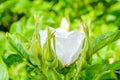 White Dogrose, Briar eglantine flower. Wild Rose hips closeup Royalty Free Stock Photo