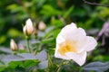 White Dogrose, Briar eglantine flower. Wild Rose hips closeup Royalty Free Stock Photo