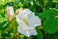 White Dogrose, Briar eglantine flower. Wild Rose hips closeup Royalty Free Stock Photo