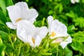 White Dogrose, Briar eglantine flower. Wild Rose hips closeup Royalty Free Stock Photo