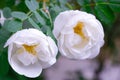 White Dogrose, Briar eglantine flower. Wild Rose hips closeup Royalty Free Stock Photo