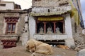 White Dogs sleeping in front of old Tibetan Buddhist Stupas Pagodas in a small Temple Royalty Free Stock Photo