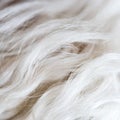 White dogs wool fur background texture wallpaper. Royalty Free Stock Photo