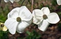 A Pair of White Dogwood in Bloom