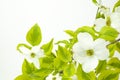 White Dogwood Background