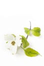 White Dogwood Bloom Royalty Free Stock Photo