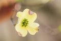 White Dogwood Bloom In Spring Royalty Free Stock Photo