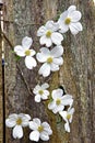 White Dogwood blooms on fence Royalty Free Stock Photo