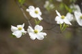 White Dogwood Blooms in Springtime