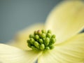 White Dogwood Blossom Closeup