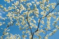 White Dogwood Blossoms against a Blue Sky Royalty Free Stock Photo