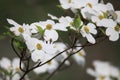 White Dogwood Blossoms Royalty Free Stock Photo