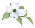 White Dogwood (Cornus florida). Royalty Free Stock Photo