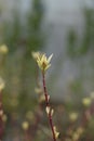 White dogwood Elegantissima