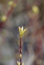 White dogwood Elegantissima