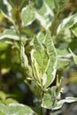 White dogwood Elegantissima