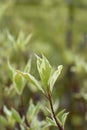 White dogwood Elegantissima