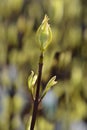 White dogwood Elegantissima