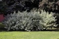 White dogwood Elegantissima (variety \