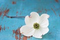 White Dogwood Flower