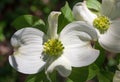 White Dogwood Flower in Bloom Royalty Free Stock Photo
