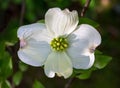 White Dogwood Flower in Bloom Royalty Free Stock Photo