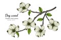 White dogwood flower and leaf drawing illustration with line art on white backgrounds