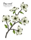 White dogwood flower and leaf drawing illustration with line art on white backgrounds