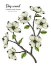 White dogwood flower and leaf drawing illustration with line art on white backgrounds