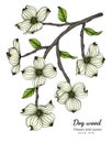 White dogwood flower and leaf drawing illustration with line art on white backgrounds