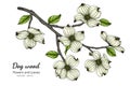 White dogwood flower and leaf drawing illustration with line art on white backgrounds