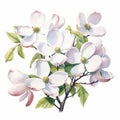 White Dogwood Watercolor Painting On White Background