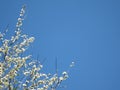 White Dogwood Flowers and Blue Sky Background Royalty Free Stock Photo