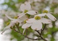 White dogwood flowers with a blurred background Royalty Free Stock Photo