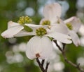 White dogwood flowers with a blurred background Royalty Free Stock Photo