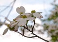 White dogwood flowers with a blurred background Royalty Free Stock Photo