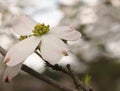 White dogwood flowers with a blurred background Royalty Free Stock Photo