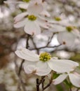 White dogwood flowers with a blurred background Royalty Free Stock Photo