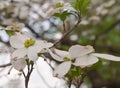 White dogwood flowers with a blurred background Royalty Free Stock Photo