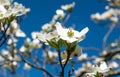 White dogwood flowers in Frick Park, a city park in Pittsburgh, Pennsylvania, USA Royalty Free Stock Photo