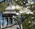 White dogwood flowers in Frick Park, a city park in Pittsburgh, Pennsylvania, USA Royalty Free Stock Photo