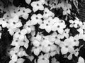 White Dogwood Flowers in May